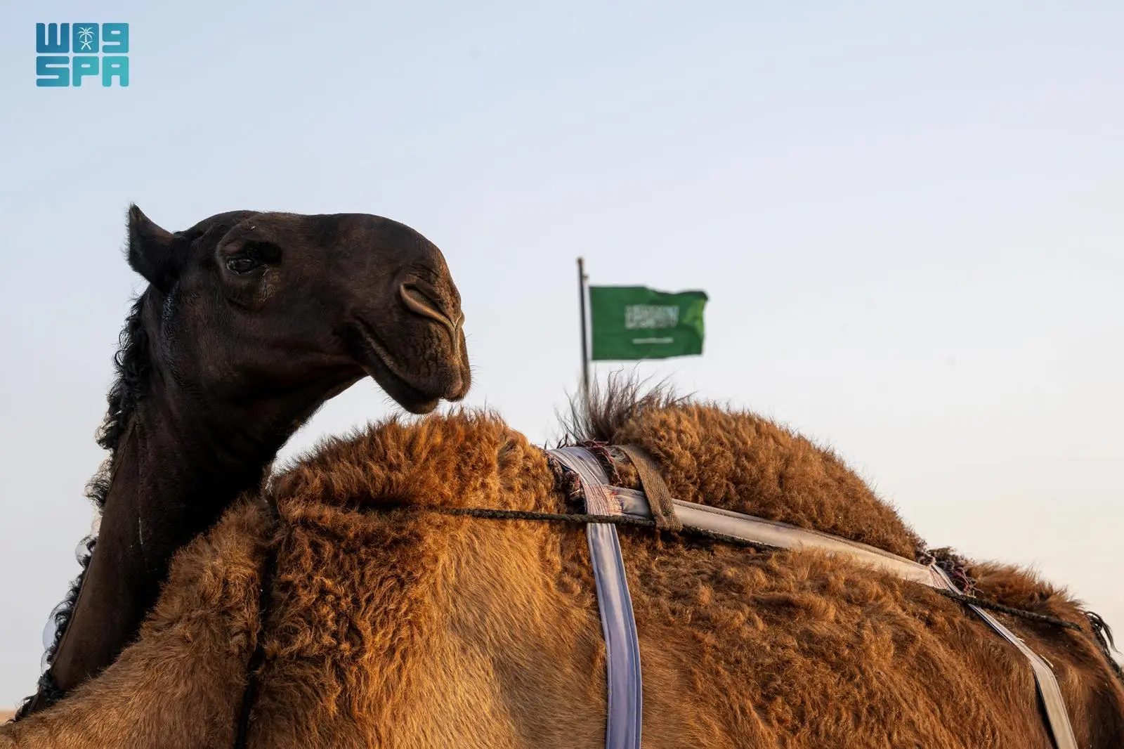 الإبل في نجران: إرث يتجدد، يصوغ الذاكرة، ويُعلّي صوت الهوية الأصيلة للمكان والإنسان