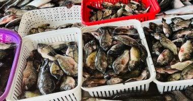 أسعار الأسماك في أسواق كفر الشيخ اليوم الإثنين: البلطي يبلغ 70 جنيهًا