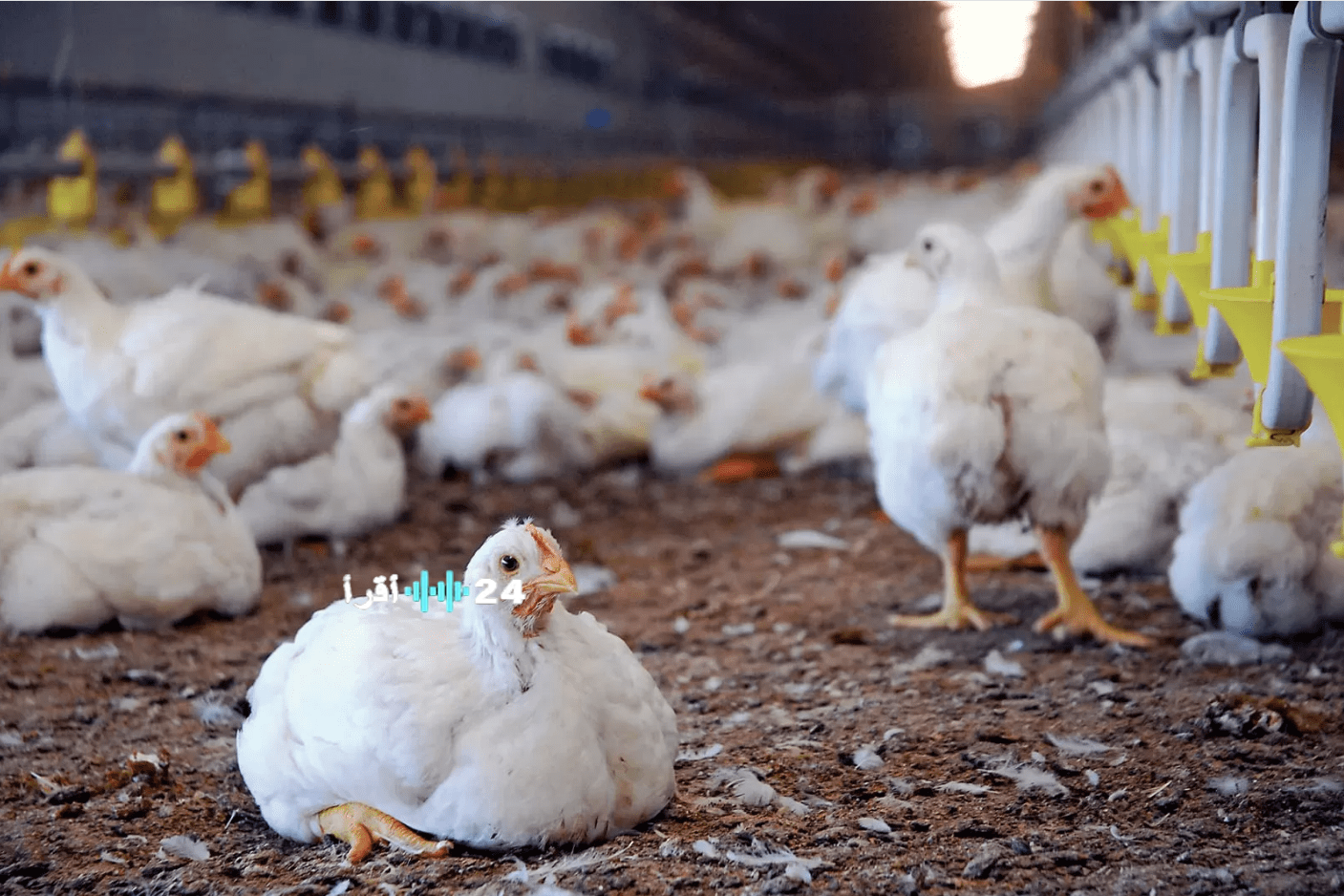 أسعار الفراخ اليوم الإثنين 29 ديسمبر 2025 ترتفع بالأسواق رغم استقرار مستلزمات الإنتاج