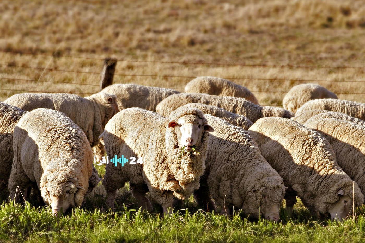 معايير دقيقة ورقابة مختصة: متحدث الزراعة يؤكد سلامة تربية الماشية