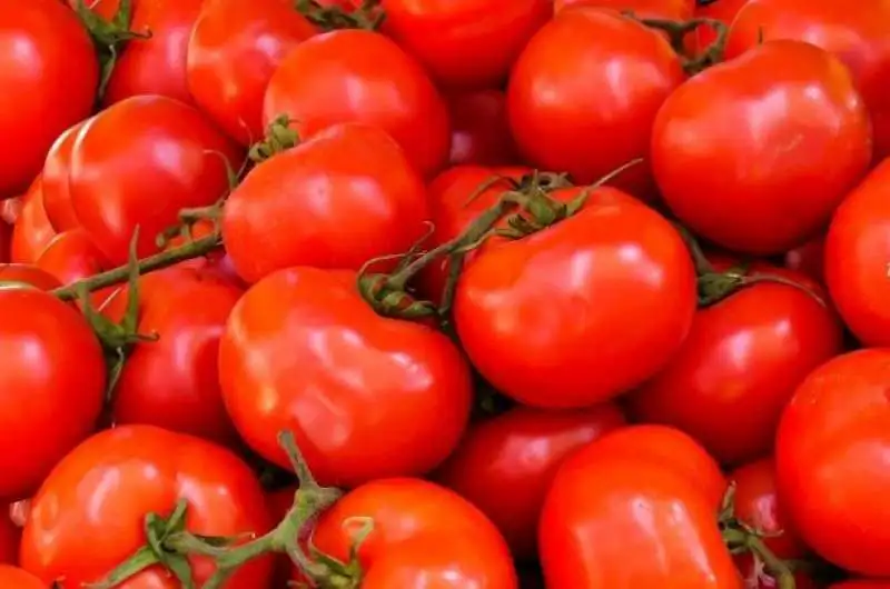 «سعر الطماطم يرتفع إلى 15 جنيها مع اقتراب عيد الفطر»