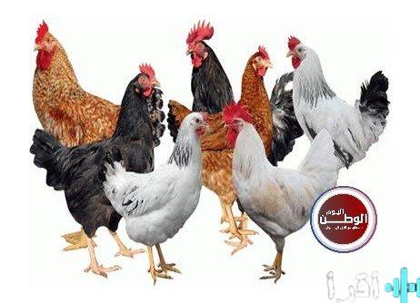 «سوق الدواجن يشهد تراجعاً طفيفاً في أسعار الفراخ البيضاء مع ثبات باقي الأسعار اليوم»