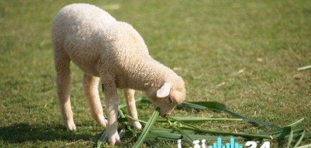 عالم الحيوان كشف الستار عن كائنات نادرة تبدأ بحرف الخاء حول العالم