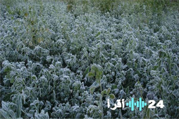 تحذيرات من خبير مناخ بشأن تأثير الصقيع على المحاصيل الزراعية وسبل الوقاية الفعّالة