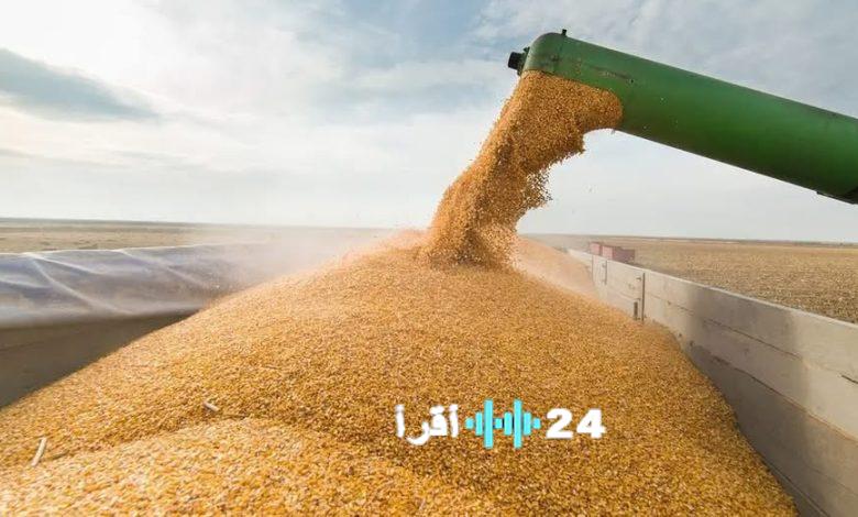 وزارة الفلاحة تعلن عن استيراد 1,1 مليون طن من الذرة لتلبية الطلب المتزايد في السوق الوطنية