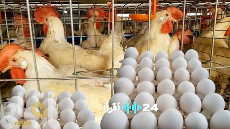 «بوصلة الأسعار اليومية» مستجدات مؤشرات السلع البيضاء الرئيسية بالسوق المصري خلال السبت