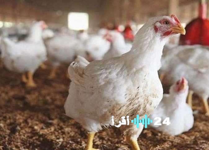 أسعار الدواجن اليوم الثلاثاء 2 ديسمبر 2025 تسجل تراجعًا في البيضاء واستقرارًا في الساسو