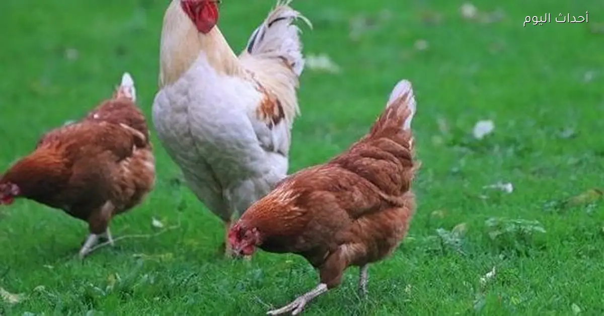 «استكشف أسعار الدواجن اليوم في الأسواق الشعبية وبورصة المبيعات»