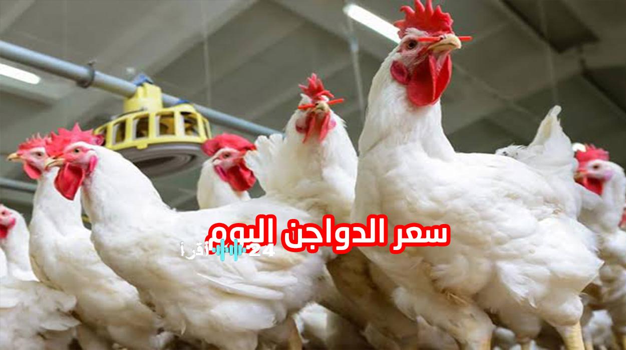 «اكتشف أحدث أسعار الدواجن في مصر الثلاثاء 30 ديسمبر 2025، داخل المزارع والمحلات»