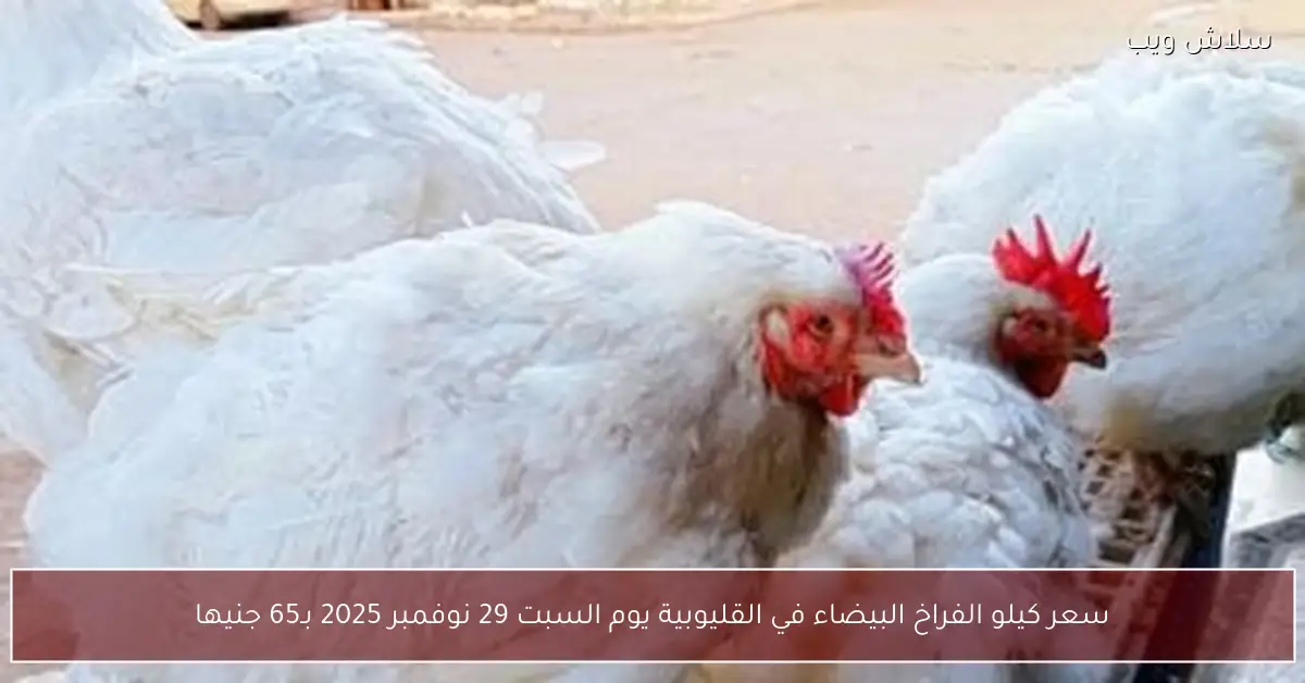 «نبض السوق» الفراخ البيضاء بالقليوبية تستقر عند 65 جنيهًا للكيلو السبت 29 نوفمبر 2025