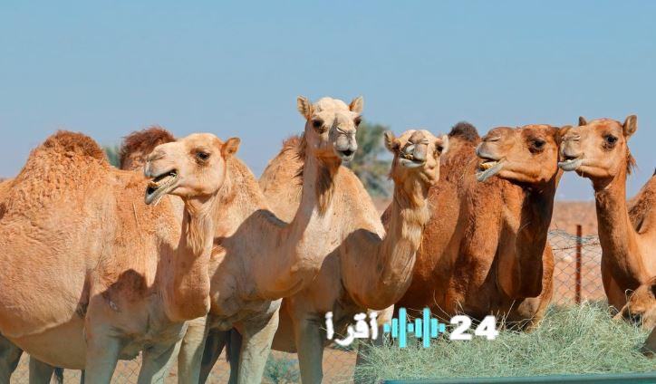 النيابة العامة تُجرم إهمال الحيوانات وتركها