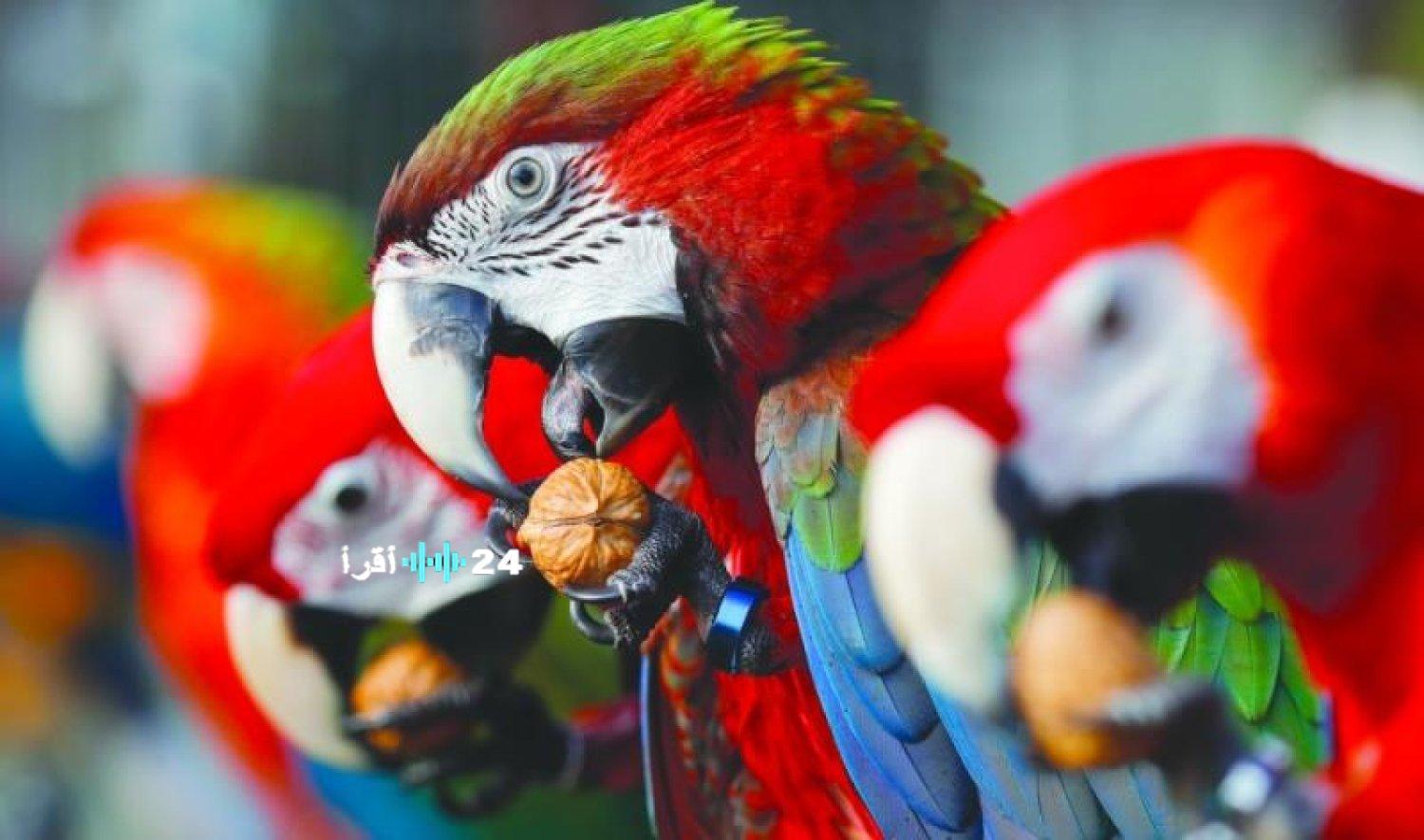 استقبل الآن تردد قناة الموسيقى الاستوائية الجديد على النايل سات بمزايا حصرية