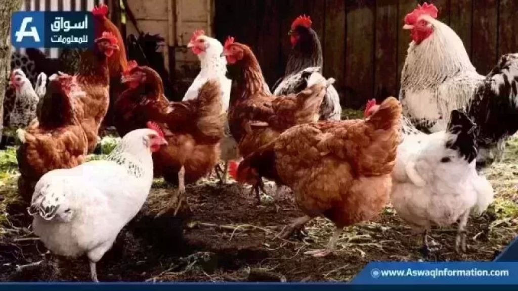 «صرخة استغاثة من مربي الدواجن» قطاع الإنتاج يتأرجح على حافة الهاوية بفعل تدني أسعار الفراخ المحلية