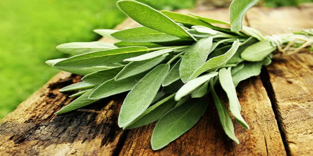 اكتشف سر الميرمية على الريق للتخلص من الوزن الزائد