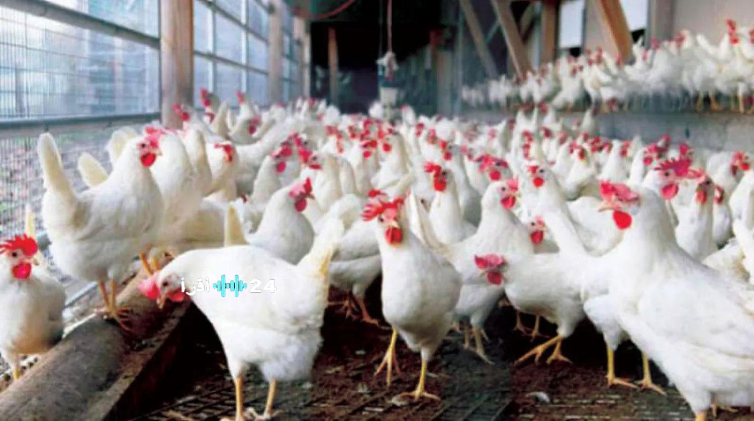 أسعار الدواجن والبيض في الأسواق المصرية اليوم الثلاثاء