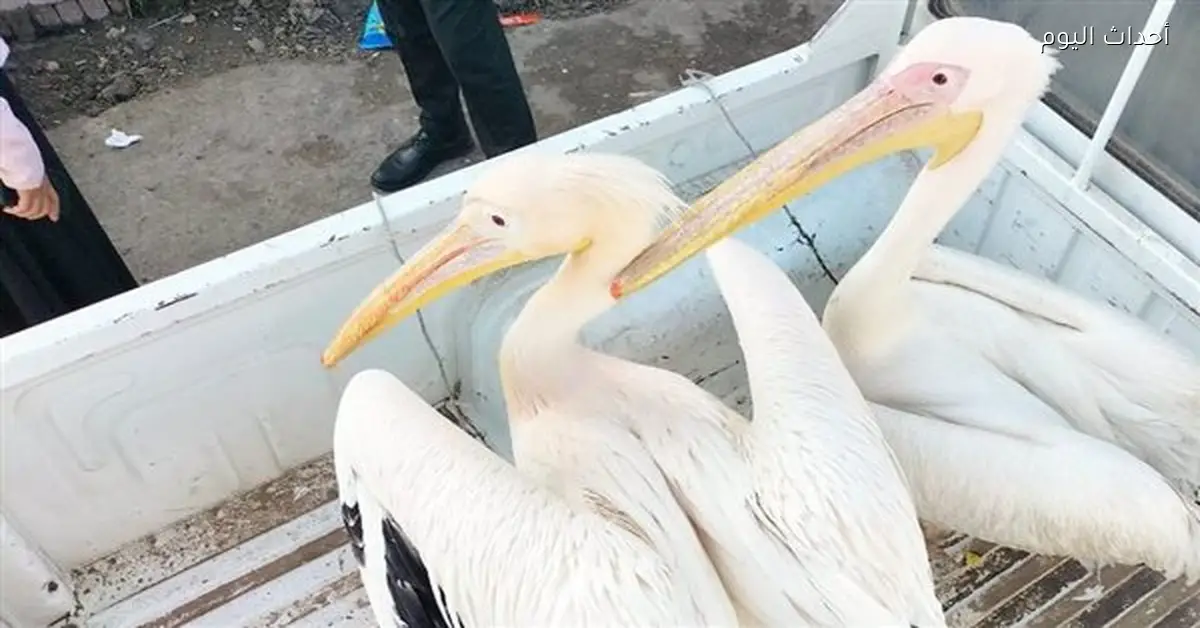 حملة بالإسماعيلية تضبط طيور بجع بسوق السمك