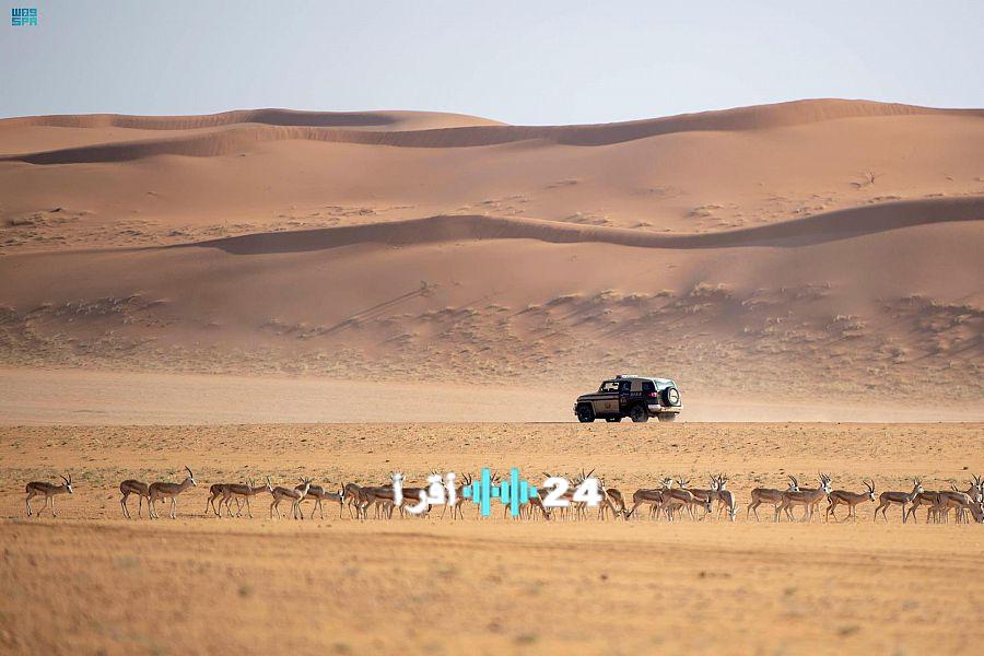 حملة رقابية تضبط مخالفًا بيئيًا في محمية الملك عبدالعزيز الملكية