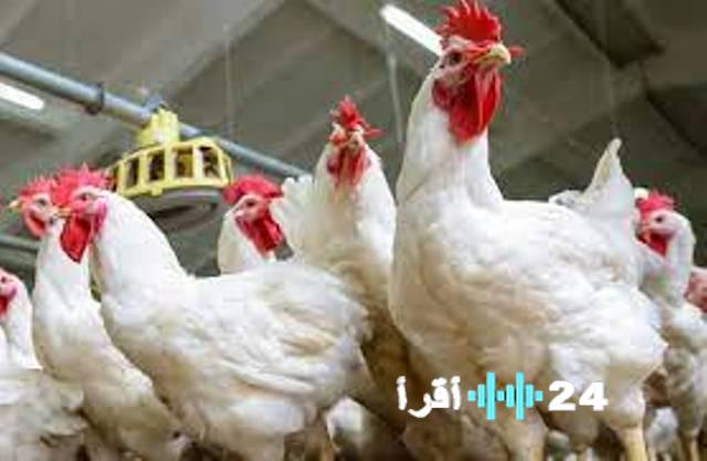 «أسعار الدواجن تسجل استقرارًا ملحوظًا اليوم الجمعة 2 يناير 2026»