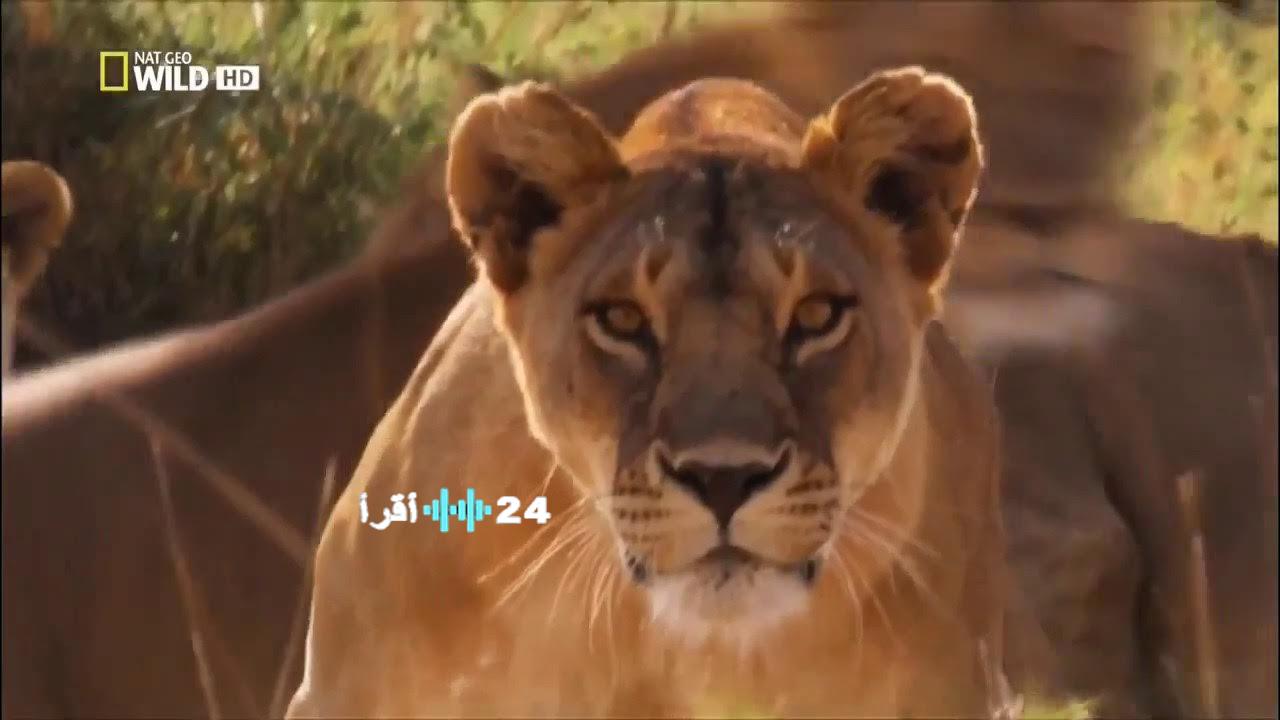 تردد قناة ناشيونال جيوغرافيك أبوظبي لعام 2026 لمتابعة أفضل الوثائقيات بجودة HD