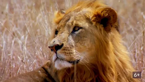 تحديث تردد قناة ناشيونال جيوغرافيك على نايل سات في 2026 وطريقة تثبيته سهلة على الرسيفر