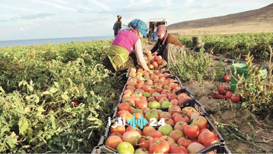 جمعية مصدّري الخضار والفواكه ترحب بقرار تمديد الدعم للصادرات الزراعية