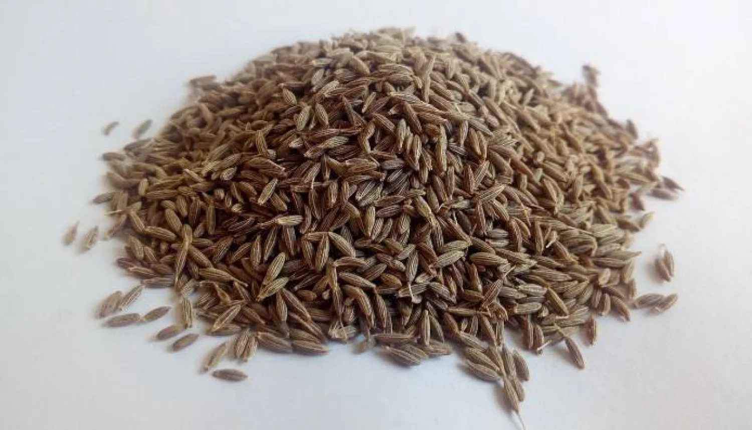 «صيدلية متكاملة في حبّة صغيرة.» الكمون: دليلك الشامل لاكتشاف أسراره الصحية وتحويله إلى قوة غذائية في مطبخك