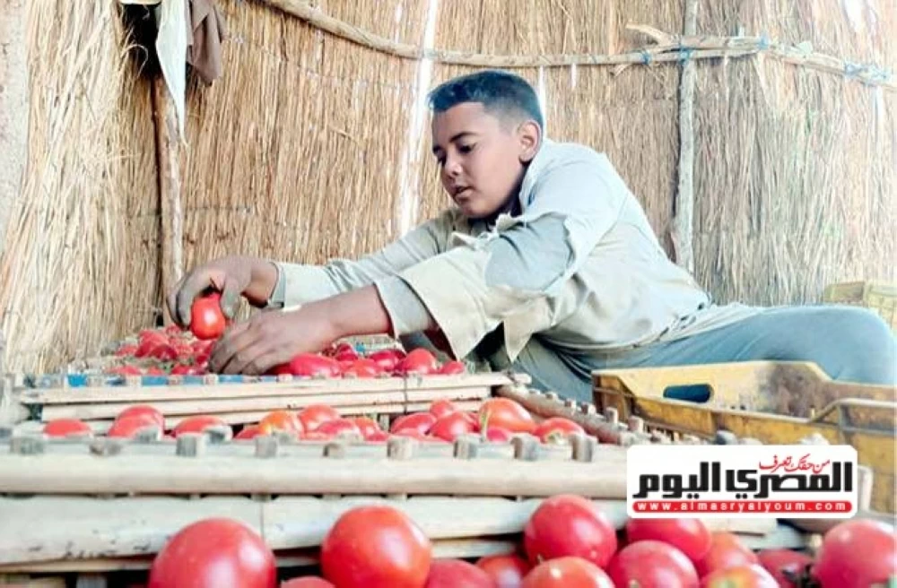 «احفظوا ما تستطيعون» نقيب الفلاحين يحث المواطنين على تخزين الطماطم قبل ارتفاع الأسعار