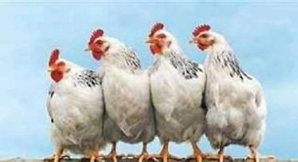 «استعراض لأسعار الدجاج في الأسواق» تكشف عن أسعار كيلو الفراخ اليوم الثلاثاء 6 يناير 2026 وفق بورصة الدواجن