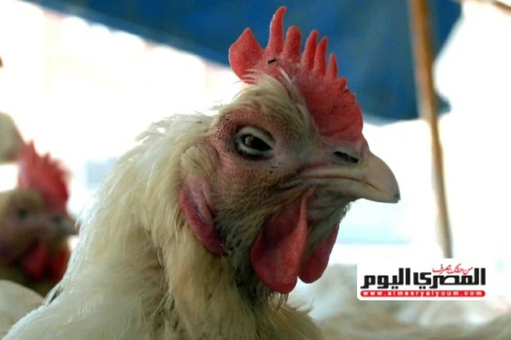 «أسعار الدواجن في تراجع ملحوظ: هل يمكن أن تصل لـ 90 جنيهًا قبل رمضان؟ اتحاد المنتجين يؤكد»