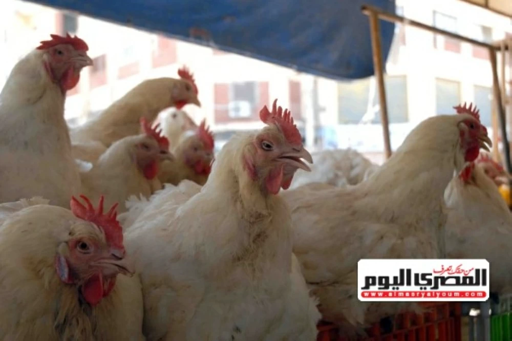 «تراجع أسعار الدواجن في الأسواق بعد اجتماع مع وزارة الزراعة والمنتجين قبل رمضان»