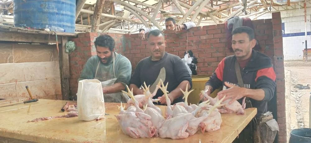 «بشرى سارة للمستهلكين» مطروح تسجل تراجعاً قوياً أسعار الدواجن البيضاء تهبط 8 جنيهات