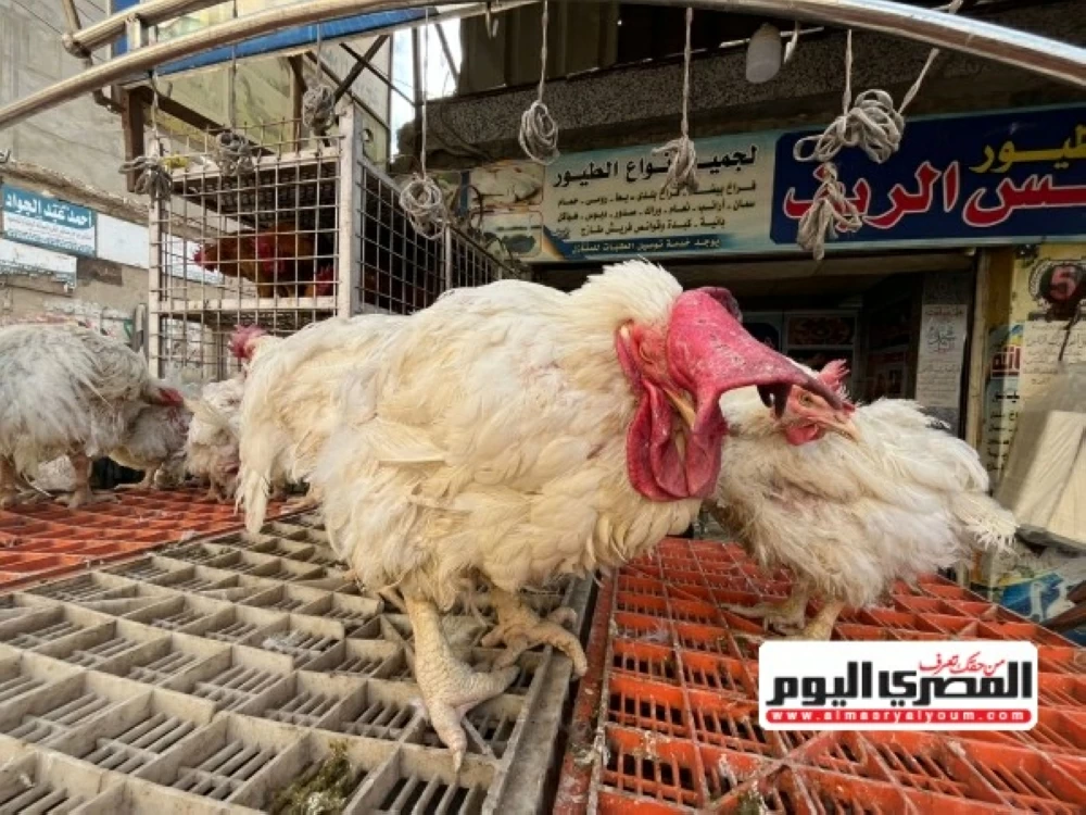 ارتفاع أسعار الدواجن في رمضان يتجاوز 100 جنيه حسب التوقعات