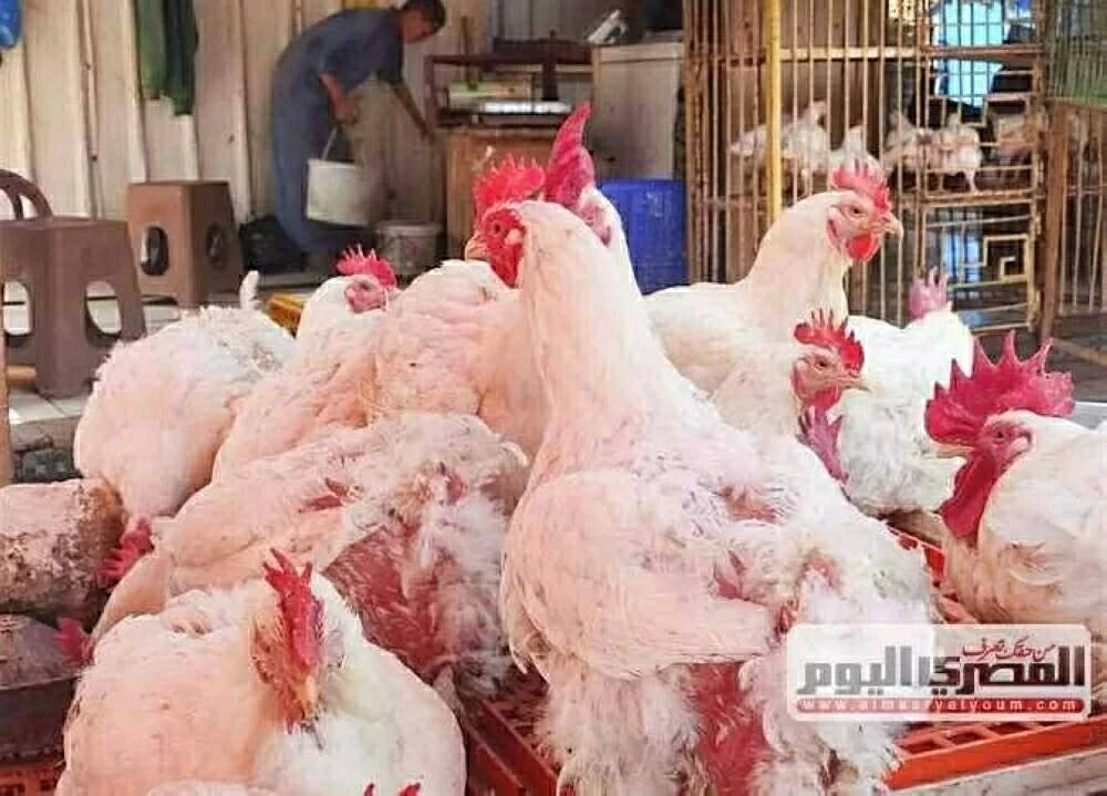 «مائدة المستهلك على المحك» صعود حاد يضرب أسعار الدواجن ببورصة السبت 24 يناير 2026