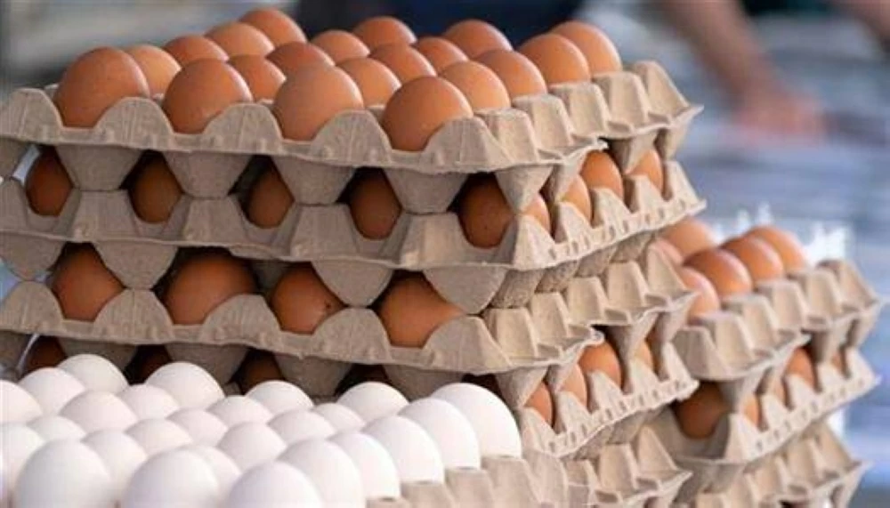 «نبض السوق الأقصري» تحديثات بورصة الدواجن والبيض في الأقصر الإثنين 26 يناير 2026
