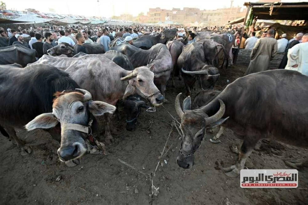 «أسعار الأضاحي في عام 2026» نقيب الفلاحين يكشف عن تكاليف الجمال والبقر والجاموس