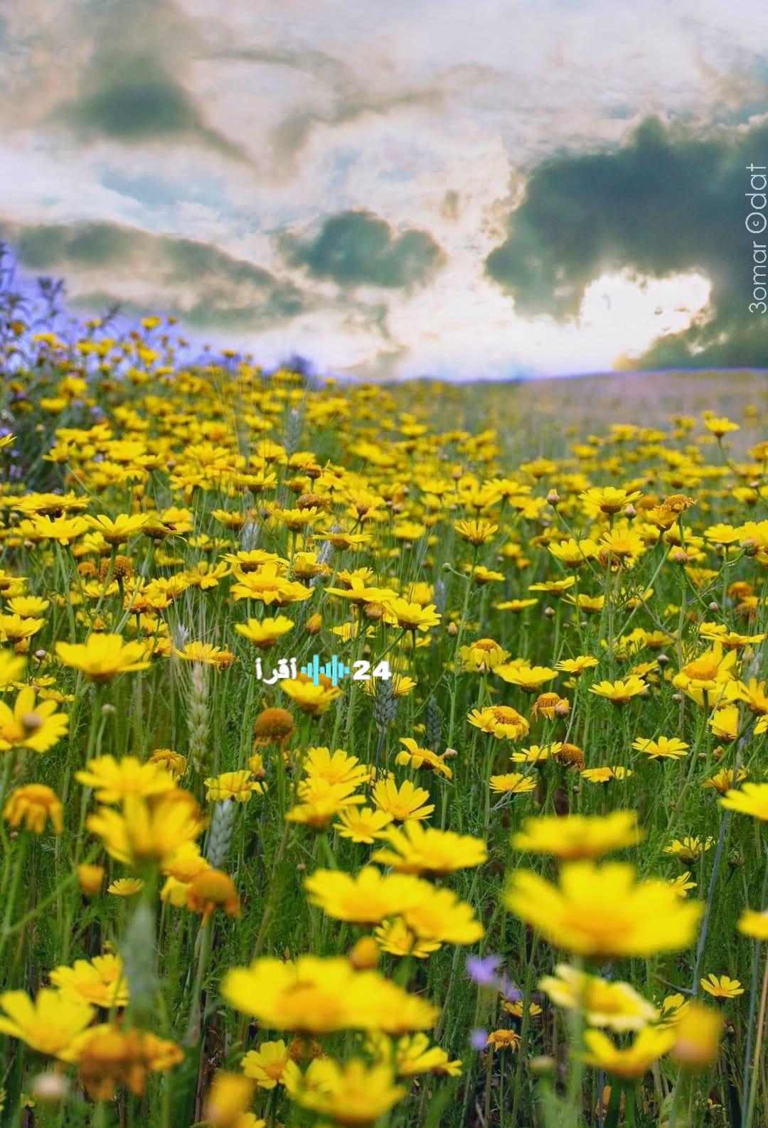 تفاصيل حالة الطقس المتوقعة حتى يوم الثلاثاء