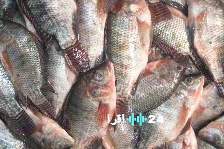 أسعار الأسماك والمأكولات البحرية تشهد ارتفاعًا ملحوظًا اليوم الثلاثاء 6 يناير 2026 في سوق العبور