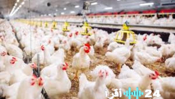 تراجع ملحوظ في أسعار الدواجن بالأسواق اليوم الخميس