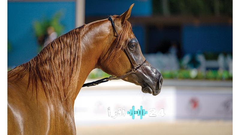 بطولة عجمان لجمال الخيل استعراض مبهر لنخبة الأفراس والأمهار