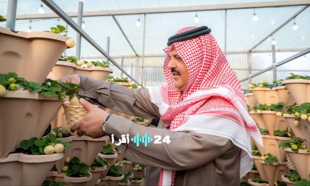 السعودية ترتقي ثالثة عالميًا في إنتاج الفراولة البيضاء من قلب حائل