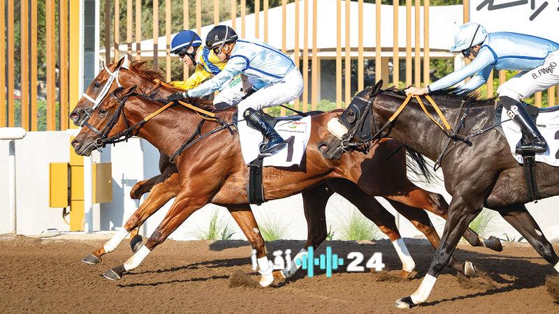 91 حصاناً تتنافس في السباق السادس بموسم جبل علي