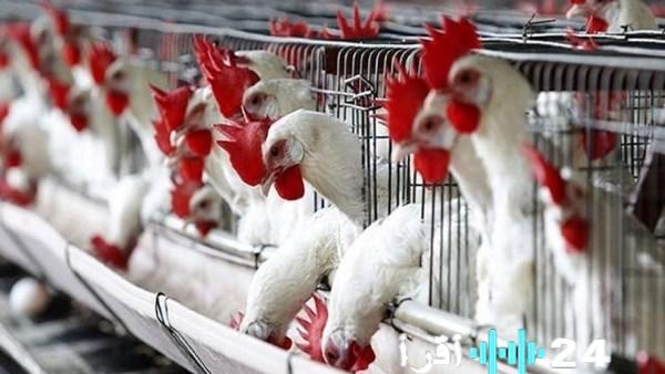 «أسعار الدواجن اليوم تفاجئ الجميع» أسعار البانيه تصل لمستويات جديدة في الأسواق يوم الأربعاء