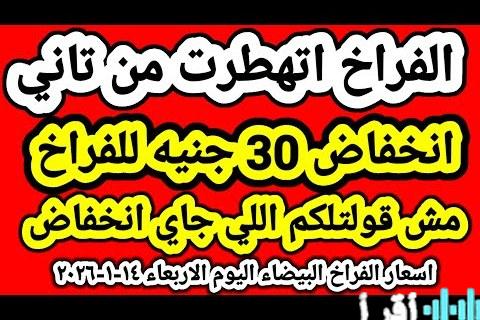 تراجع أسعار الفراخ البيضاء اليوم الأربعاء مع وصول سعر الكتكوت إلى 8 جنيهات وتحليل لأسباب الهبوط في السوق