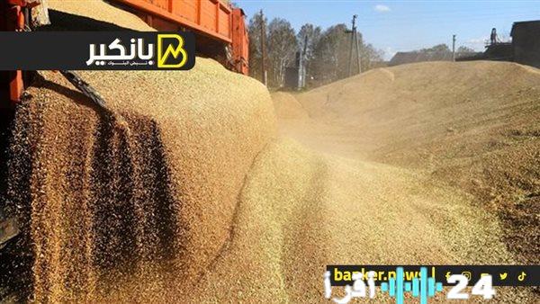 «ارتفاع أسعار القمح في أوروبا مع ورود أنباء عن مناقصة سعودية ضخمة»