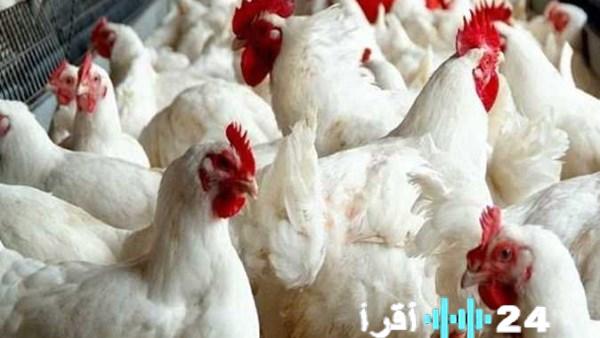 شعبة الدواجن تكشف عن توقعات جديدة لأسعار الدواجن في الفترة المقبلة مقابل 63 جنيها
