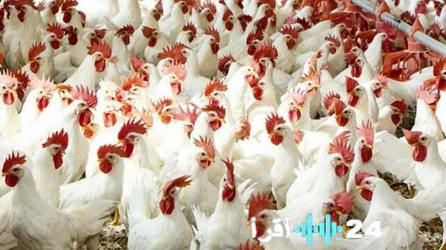 طفرة الإنتاج تدفع أسعار الدواجن بمصر للتراجع إلى 63 جنيهاً في المزرعة