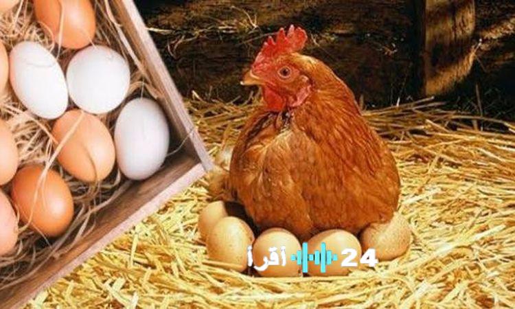 أسعار الدواجن والبيض في الأسواق اليوم الأحد 18 يناير