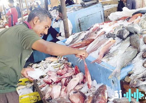 أسعار البلطي تنخفض بمقدار 2 جنيه بينما تسجل الكابوريا زيادة بقيمة 10 جنيهات