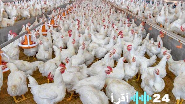 «مائدة المستهلك في الميزان» تطورات سوق البروتين الأبيض