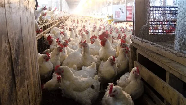 أسعار الدواجن والبيض في السوق بتاريخ 22 يناير 2026